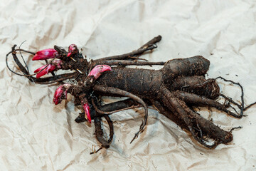 Planting peony bartzella roots into the ground