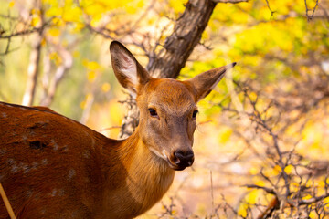 Beautiful sika deer in the autumn forest against the background of colorful foliage of trees. The deer looks to the sides and chews the grass. Fabulous forest autumn landscape with wild animals.