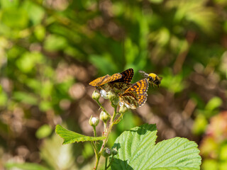 Heath Fritillary Feeding on a Bramble Flower