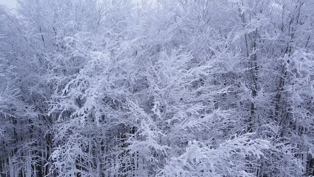 Tree covered in frost in a snowy forest in winter. Cold frosty weather. Winter background