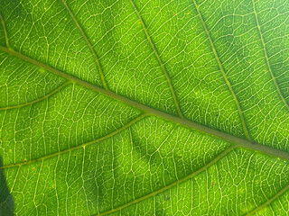 Green fresh plant leaf texture as background