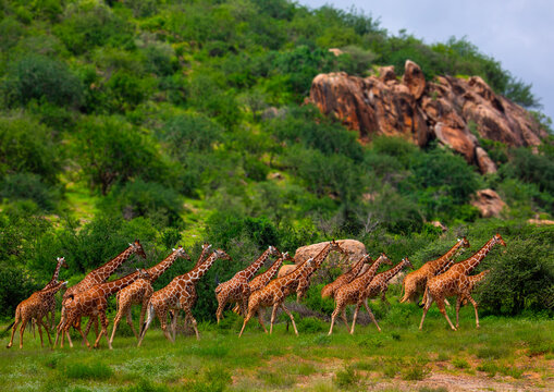 Herd of reticulated giraffes (Giraffa camelopardalis reticulata), Samburu County, Samburu National Reserve, Kenya