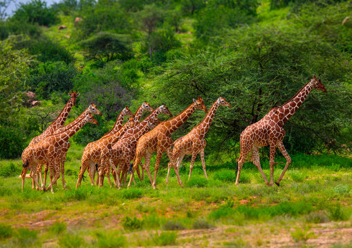 Fototapeta Herd of reticulated giraffes (Giraffa camelopardalis reticulata), Samburu County, Samburu National Reserve, Kenya