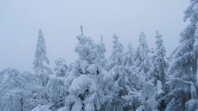 Pine trees covered in frost in a snowy forest in winter. Cold frosty weather. Winter background. Stady footage.