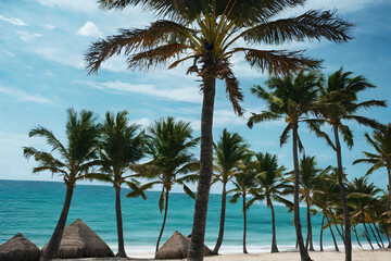 Tropical palm trees on a paradise island beach, with blue sky