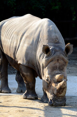 Fototapeta premium サイ