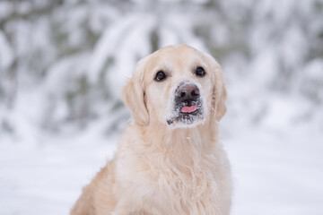 Golden Retriever walking in the winter forest. Portrait of a nice big dog in a snowy park.