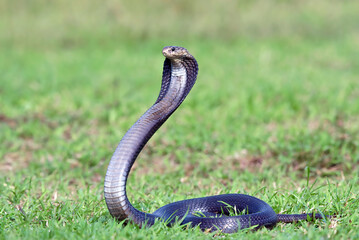 Angry cobra on a grassland