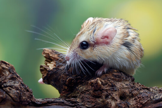 Fat-tailed gerbil on a tree log