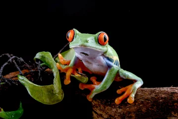 Foto op Canvas Red-eyed tree frog climbing on a woodbind © shirly