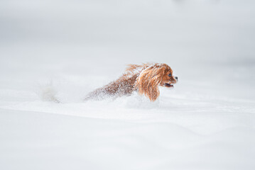 
Beautiful Blenheim Cavalier King Charles Spaniel playing outdoor in the snow, winter mood and blurred background