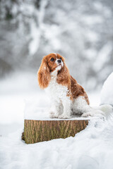 Beautiful Blenheim Cavalier King Charles Spaniel portrait outdoor in the snow, winter mood and blurred background