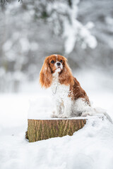 Beautiful Blenheim Cavalier King Charles Spaniel portrait outdoor in the snow, winter mood and blurred background