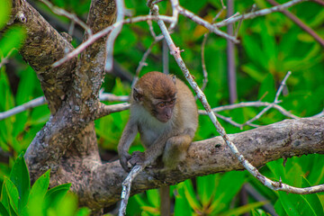 Monkey in the trees at Bako Nationalpark close to Kuching the capital city of Sarawak on Borneo island in Malaysia