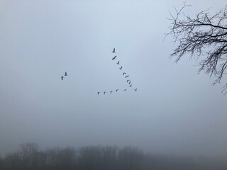 Canada geese flying in V formation