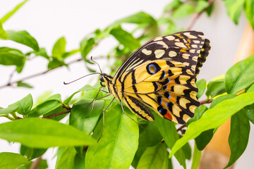 Close up of yellow butterfly