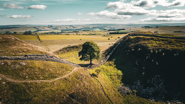A tree in Sycamore Gap. Location where Robin Hood: Prince of Thieves was filmed in 1991 with actors like Kevin Costner, Morgan Freeman, Alan Rickman etc.