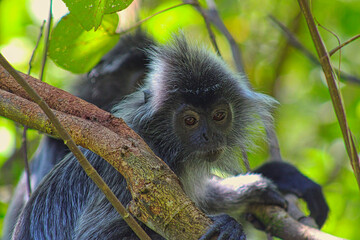 Monkey in the trees at Bako Nationalpark close to Kuching the capital city of Sarawak on Borneo...