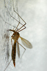 Nahaufnahme einer Eintagsfliege Ephemeroptera