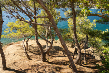 trees and transparent waters of the Costa Brava are ideal for snorkeling