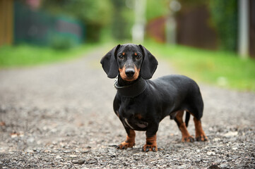 black and tan smooth-haired dachshund beautiful photo