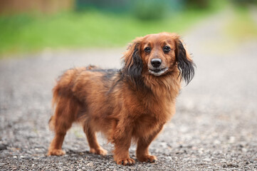 Red long-haired dachshund in the village in summer