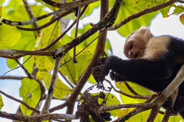 Capuchin monkey in Drake bay (Costa Rica)