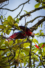 Beautiful red parrot in Drake bay (Costa Rica)