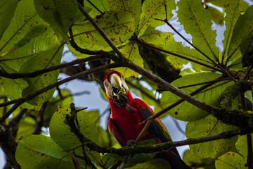 Beautiful red parrot in Drake bay (Costa Rica)