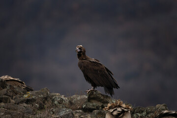 Reintroducing cinereous vulture in Rhodope mountains. Black vulture on the top of Bulgaria mountains. Ornithology during winter time.	