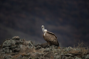 Griffon vulture in Rhodope mountains. Gyps fulvus on the top of Bulgaria mountains. Ornithology during winter time. Huge brown bird with white neck. 