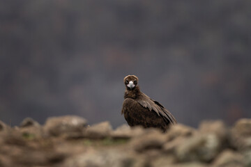 Reintroducing cinereous vulture in Rhodope mountains. Black vulture on the top of Bulgaria mountains. Ornithology during winter time.	
