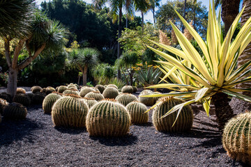 No tocar belleza armada