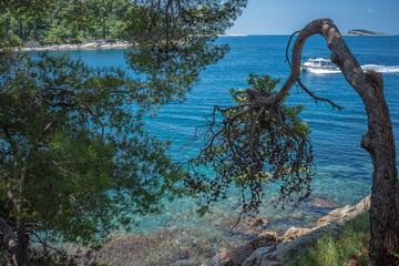 Adriatic sea shore at Cavtat, Croatia. Pine tree bent over blue clear water.
