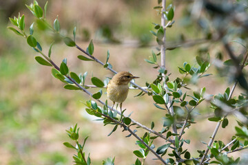 Mosquitero común