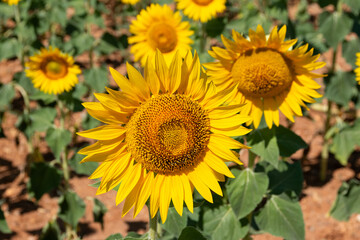 Girasoles