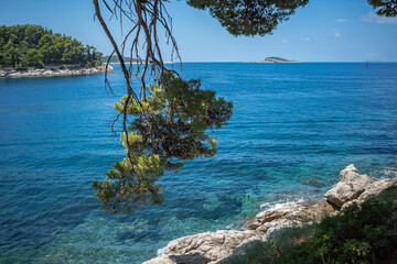 Adriatic sea shore at Cavtat, Croatia. Pine tree bent over blue clear water.