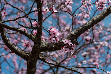 Árbol en flor 