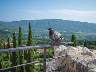Closeup of pigeon perched on a wall of Sokol fortress, Croatia, on background of green hills grown with cupressus
