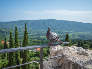 Closeup of pigeon perched on a wall of Sokol fortress, Croatia, on background of green hills grown with cypresses