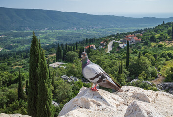 Closeup of pigeon perched on a wall of Sokol fortress, Croatia, on background of green hills grown with cypresses