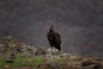 Reintroducing cinereous vulture in Rhodope mountains. Black vulture on the top of Bulgaria mountains. Ornithology during winter time.	