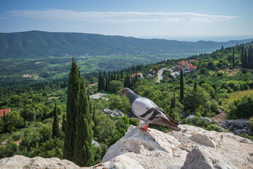 Closeup of pigeon perched on a wall of Sokol fortress, Croatia, on background of green hills grown with cypresses
