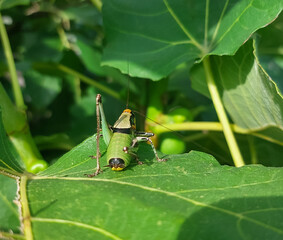 Closeup of green bush cricket Eupholidoptera chabrieri sitting on green fig leaf in Croatia