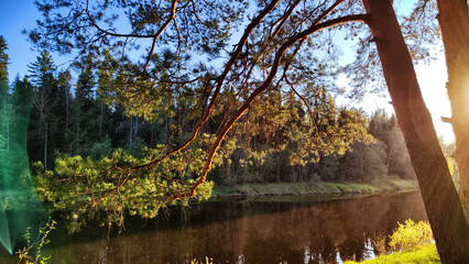 A pine forest with trees, trunks, water of a river or lake, illuminated by the summer, autumn, or spring evening sun. A beautiful natural landscape for postcard or wallpaper