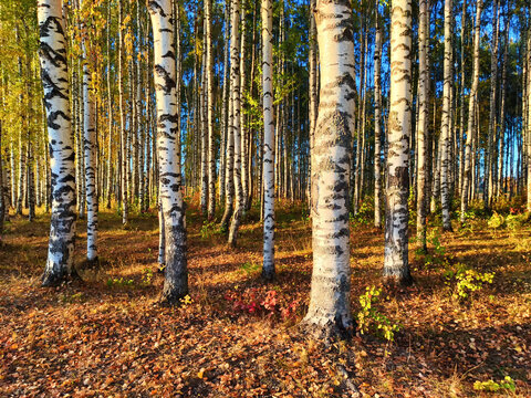 Birch alley with yellow leaves and grass on an autumn day. Birch trees in the park on an autumn sunny day