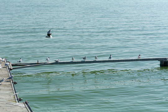 Group of seagulls on a wooden pier, selective focus, shallow depth of field