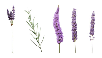 bunch of lavender isolated on transparent background cutout