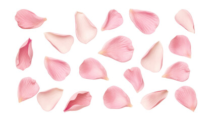 pink rose petals isolated on transparent background cutout - obrazy, fototapety, plakaty