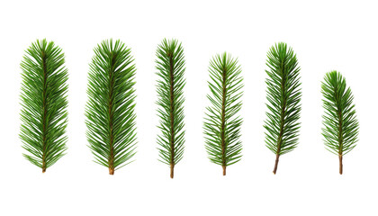 pine branches isolated on transparent background cutout